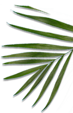 palm